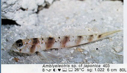 Amblyeleotris sp. cf japonica